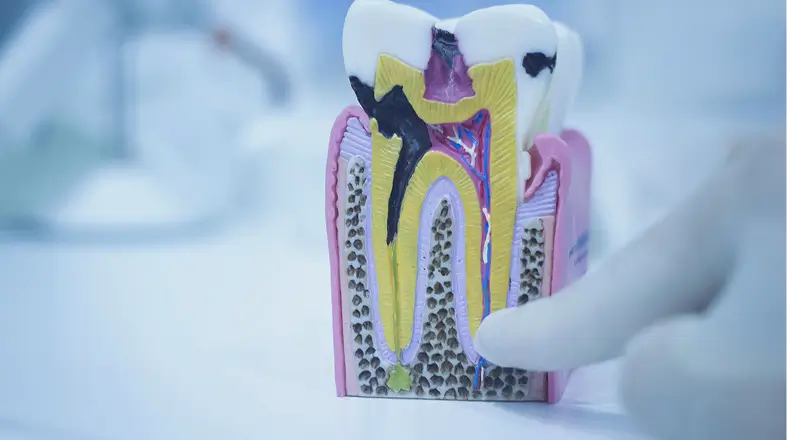 Natural Bone Regeneration